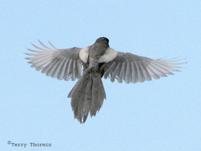 Black-billed Magpie ghost bird in flight 1b.jpg