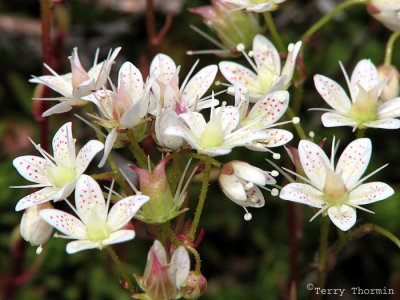 Spotted Saxifrage 2a.jpg