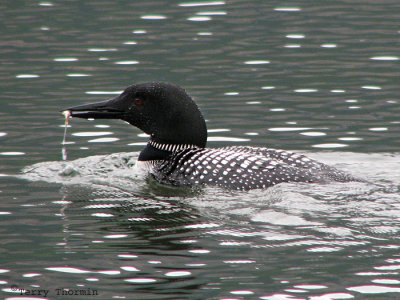 Common Loon 8a.jpg