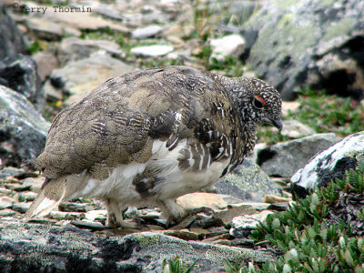 White-tailed Ptarmigan male 2a.jpg