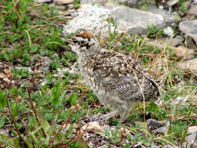 White-tailed Ptarmigan chick 1a.jpg