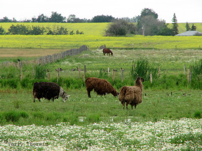 Llamas at Murray Marsh 1.jpg