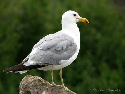 California Gull adult 2a.jpg