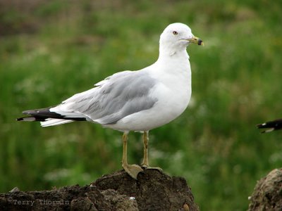 Ring-billed Gull adult 1a.jpg