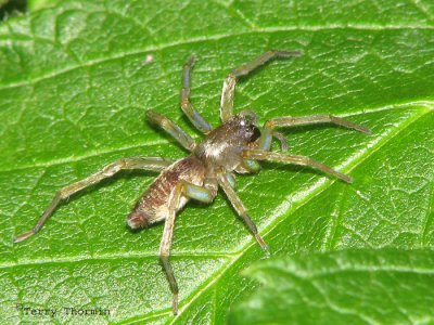 Clubiona sp. - Sac spider A3a.jpg