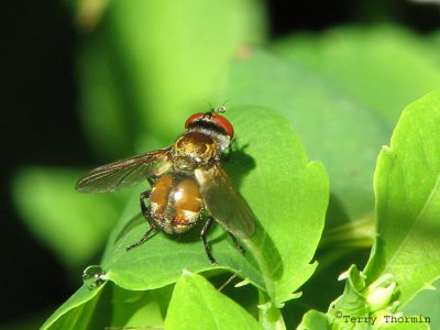 Gymnosoma sp. - Tachinid fly A1a.jpg