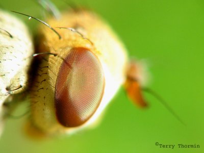 Picture-winged Fly head macro 1a.jpg