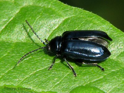 Altica sp. - Flea Beetle A2a.jpg
