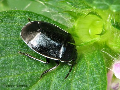 Burrower Bugs - Cydnidae