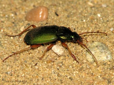Chlaenius sericeus - Green Ground Beetle 3a.jpg