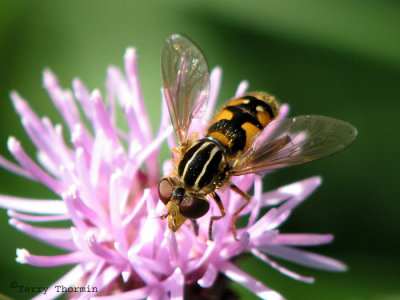 Lejops sp. - Flower Fly B1a.jpg