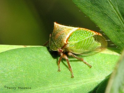 Ceresa alta - Buffalo Treehopper 8a.jpg