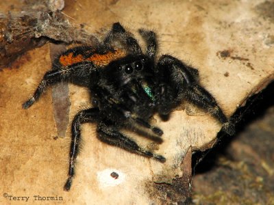 Phidippus borealis - Boreal Jumping Spider female 2a.jpg