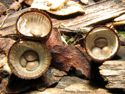 Cyathus striatus - Striate Bird's Nest Fungus 2a.jpg