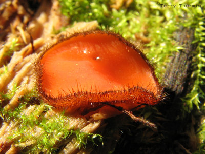 Scutellinia scutellata - Eyelash Fungus 1a.jpg