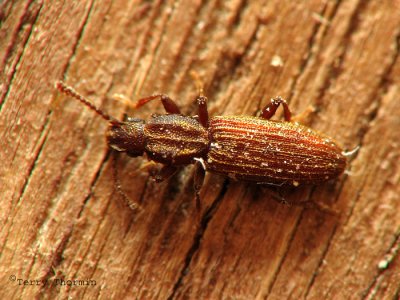 Silvanid Flat Bark Beetles - Silvanidae