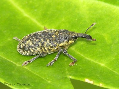Larinus planus - Weevil 1a.jpg
