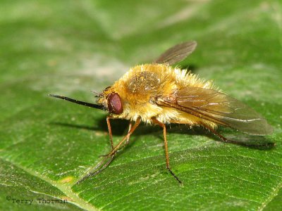Systoechus sp.  - Bee Fly A8a.jpg