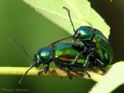 Chrysochus auratus - Dogbane Beetles mating 1a.jpg