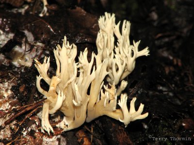 Clavulina cristata -White-crested Coral Fungus 3.JPG