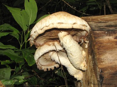 Pholiota destruens - Poplar Pholiota 5a.jpg