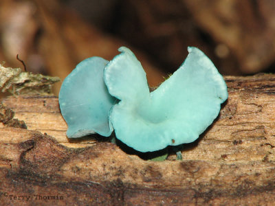 Chlorociboria aeruginascens - Blue Stain Fungus 1b.jpg