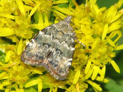Metalmark Moths - Choreutidae