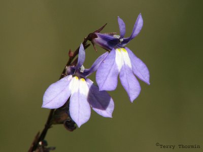 Kalms Lobelia 1a.jpg