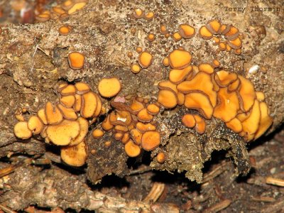 Scutellinia setosa - Orange Eyelash Fungus 1a.jpg