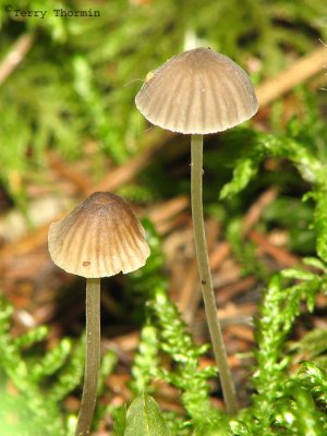 Mycena viscosa 2a.jpg