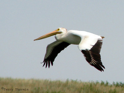 American White Pelican in flight 9b.jpg