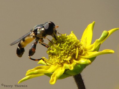 Syritta pipiens - Flower Fly 1b.jpg