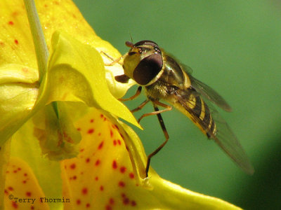 Syrphus sp. - Flower Fly B1a.jpg