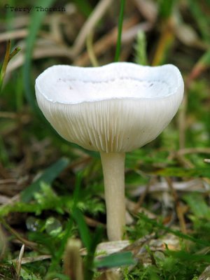 Clytocybe fragrans  - Slim Anise Mushroom 1a.jpg