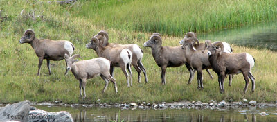 Bighorn Sheep 3b.jpg