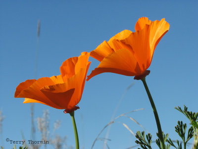 California Poppy - Eschscholzia californica 1.JPG