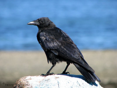 Northwestern Crow 12.JPG