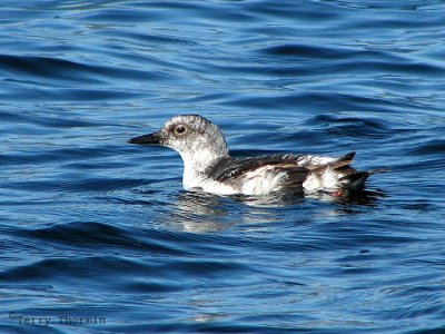 Pigeon Guillemot non-breeding 1b.jpg