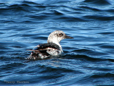 Pigeon Guillemot non-breeding 2a.jpg