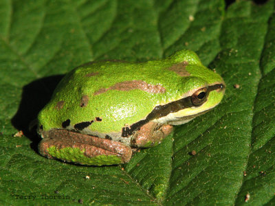 Pacific Tree Frog - Hyale regilla 1a.jpg