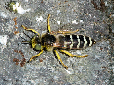 Bembix americana - Sand Wasp 5a.jpg