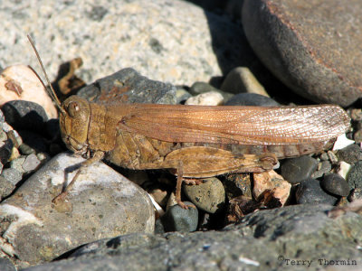 Trimerotropis sp. probably pallidipennis - Pallid-winged Grasshopper 11a.jpg