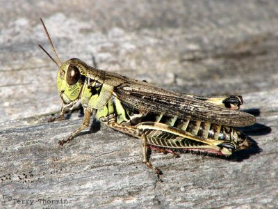 Grasshoppers and Crickets of B.C.