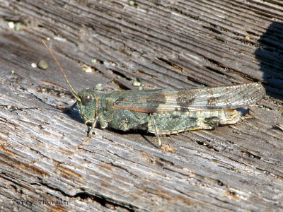 Trimerotropis sp. probably pallidipennis - Pallid-winged Grasshopper 2a.jpg