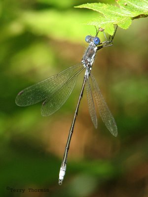Lestes congener - Spotted Spreadwing 2a.jpg