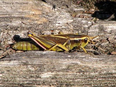 Melanoplus bivitattus - Yellow-striped Grasshopper 18a.jpg