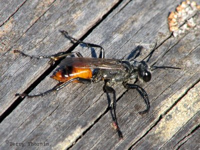 Thread-waisted Wasps - Sphecidae of B.C.