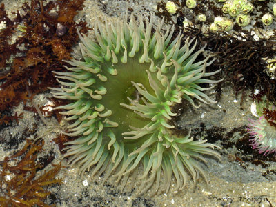 Giant Green Anemone - Anthopleura xanthogrammica 1a.jpg