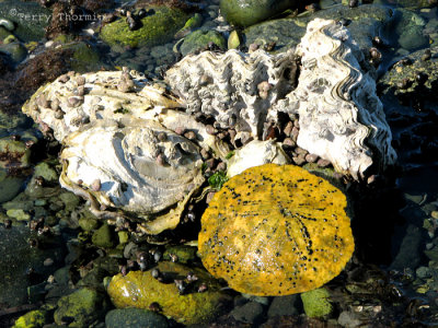 Sand Dollar and clams 1a.jpg