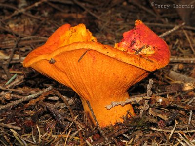 Lobster Mushroom, Hypomyces lactifluorum 1a.jpg